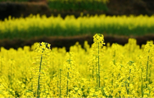 油菜花新去处 浙江7大油菜花观赏地攻略