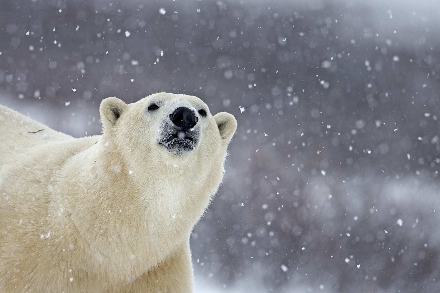 2016北京国际摄影周 北极熊出没的地方