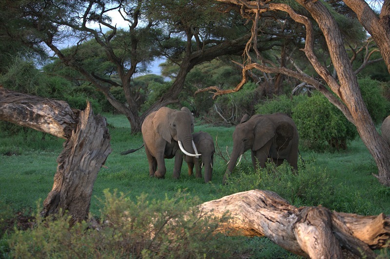 但是大象群体之间的关照,以及它们与周边环境的呼应是非常适合拍摄的.