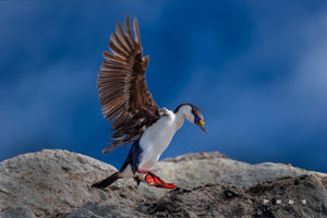 �ϼ�����