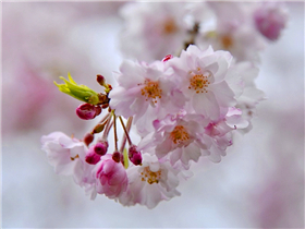 春花烂漫几多时 巧妙构图拍摄春天最美樱花