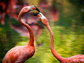 �����̬������ ���ʶ�����Ӱ��Ʒ���� 