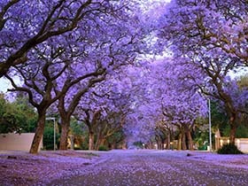 南非紫色季 津巴布韦蓝花楹树盛开