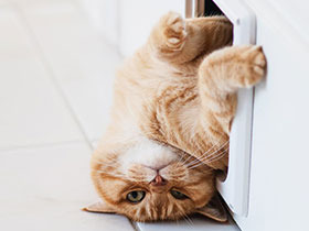 ְҵ������ �ɰ����Ե������˰�̬ǧ��