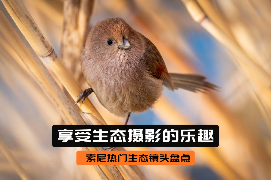 ���������Ƭ�����ᳬ����Ӯ����