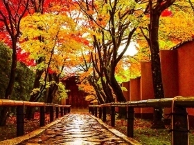 枫叶疯了地毯红了 日本之旅寻觅内心宁静（上）