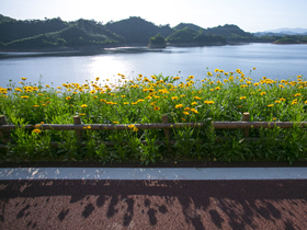鲜花盛开 阳光不闹 让自己放空在千岛湖
