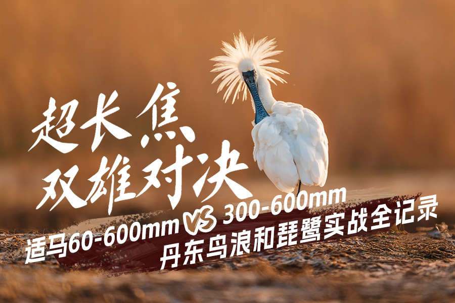 60-600mm vs 300-600mm ʵսȫ¼