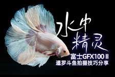 水中精靈 富士GFX100 II暹羅斗魚拍攝技巧分享