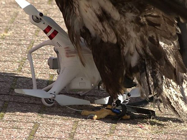 还不如用魔杖 荷兰警方停止用鹰捕获无人机