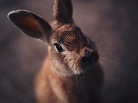 走进日本的兔子岛 被毛茸茸小兔子围绕的快乐