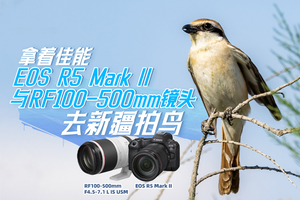 拿着佳能EOS R5 Mark II与RF100-500mm F4.5-7.1 L IS USM 镜头去新疆拍鸟