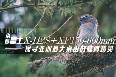 带着富士 X-H2S+ XF150-600mm，探寻亚洲最大桌山的林间精灵