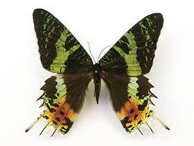 《迷蝶》微距镜头还原蝴蝶极致之美