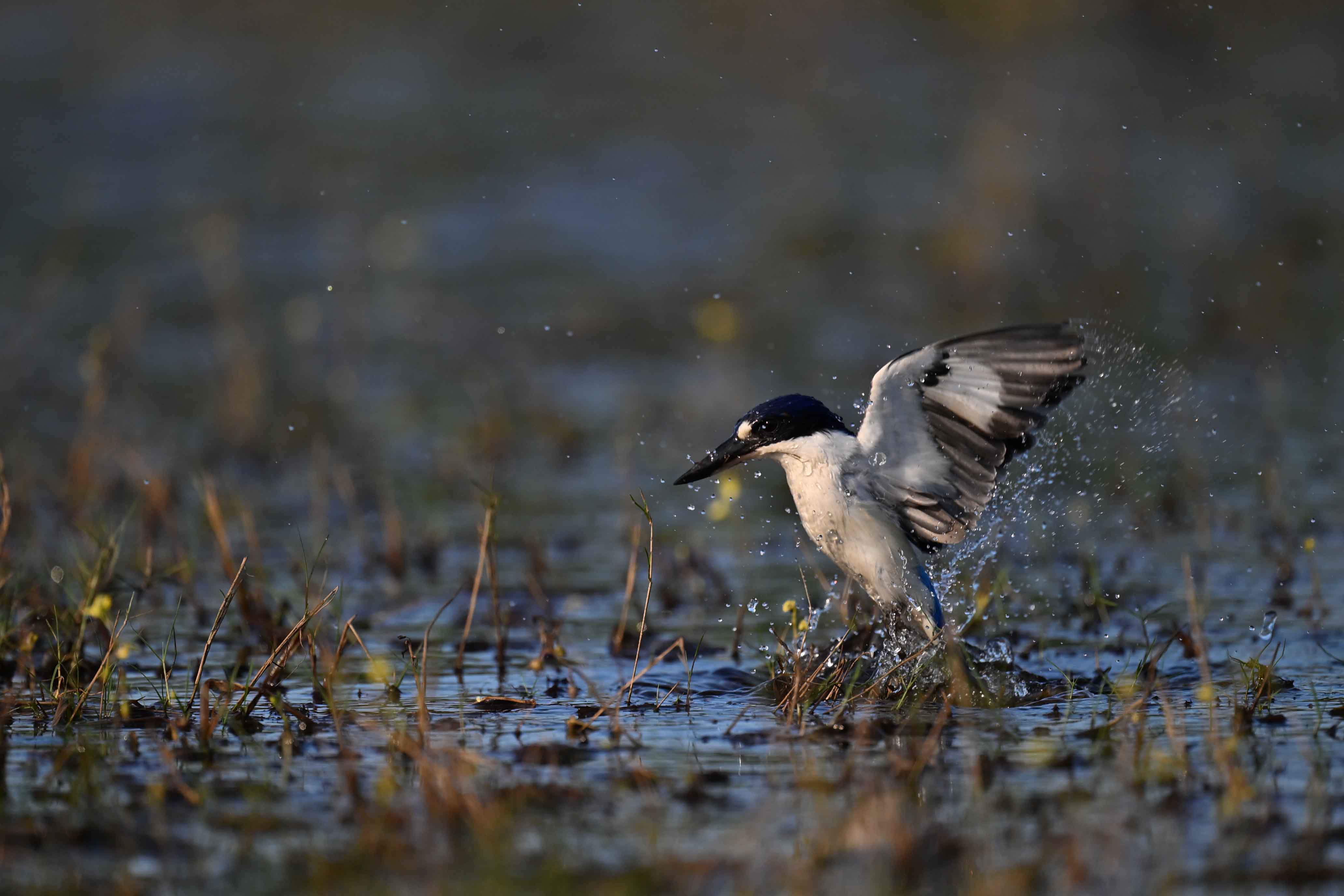 年末影像升级指南：用尼康记录这一年的重要时刻