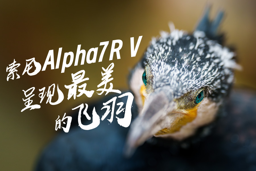 索尼Alpha7RV呈现最美的飞羽