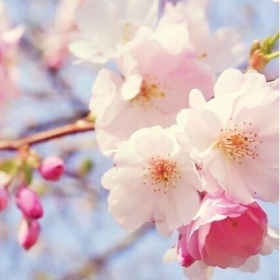 春暖花开时，请记住这些实用的手机花卉拍摄技巧！