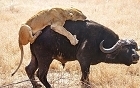母狮水牛大作战