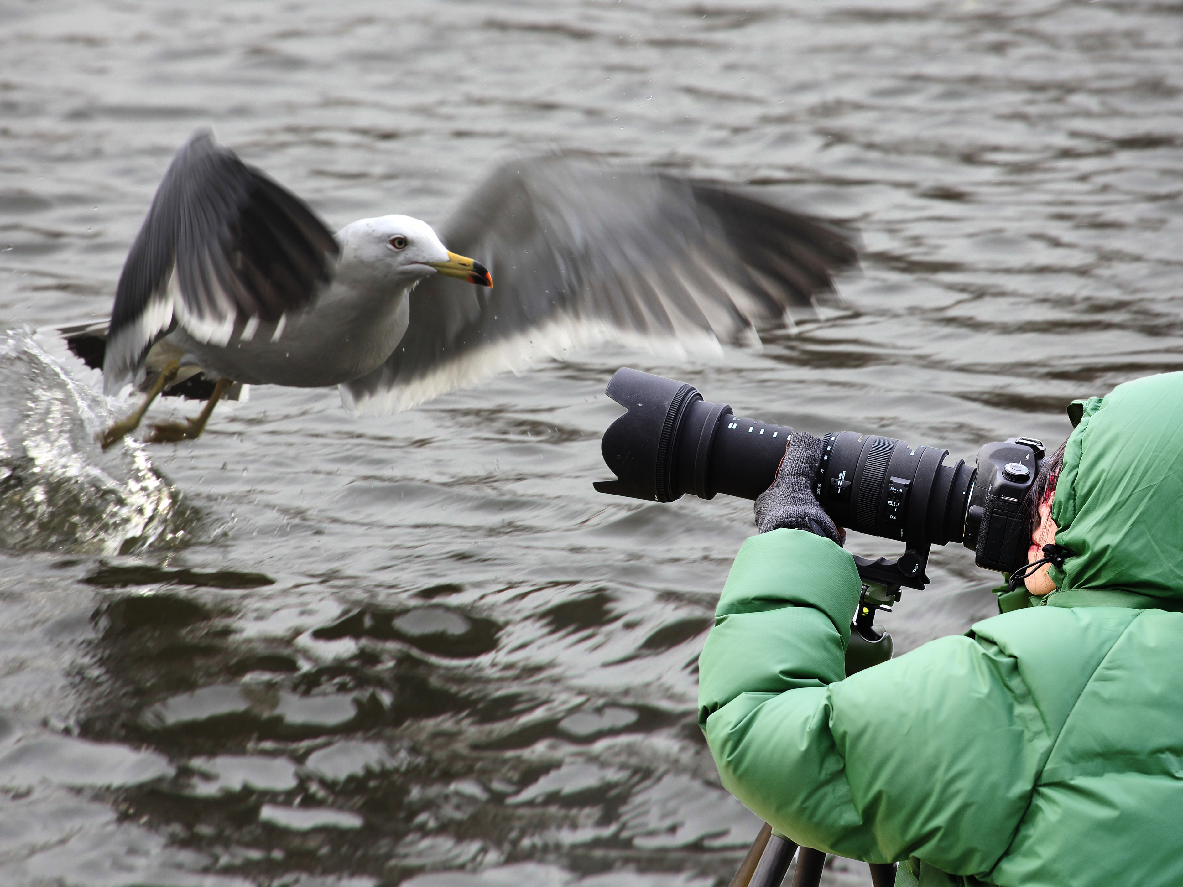 适马APO50-500F4.5-6.3DG OS HSM打鸟试用