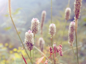 PhotoShop调出清新的植物图片效果调色教程
