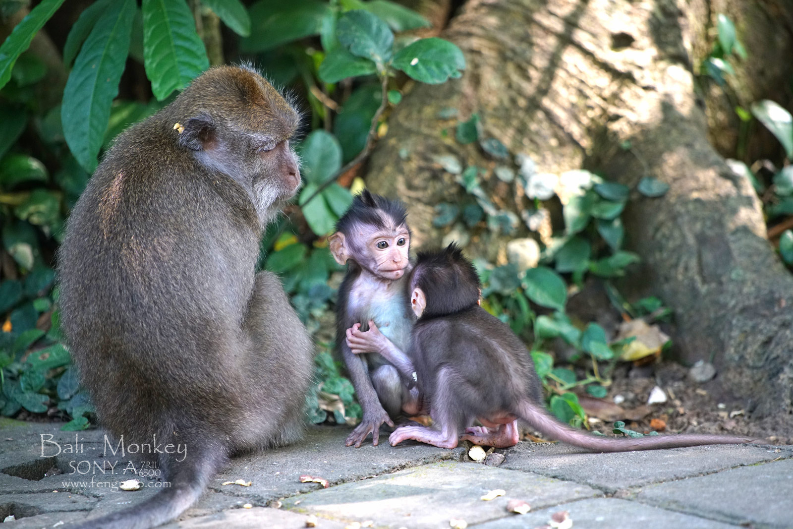 印度尼西亚巴厘岛乌布猴林中的小猴。高清摄影大图-千库网