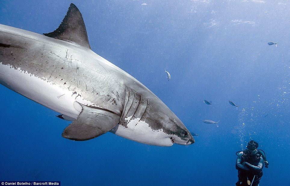 大胆摄影师深海戏白鲨  称一点不凶险