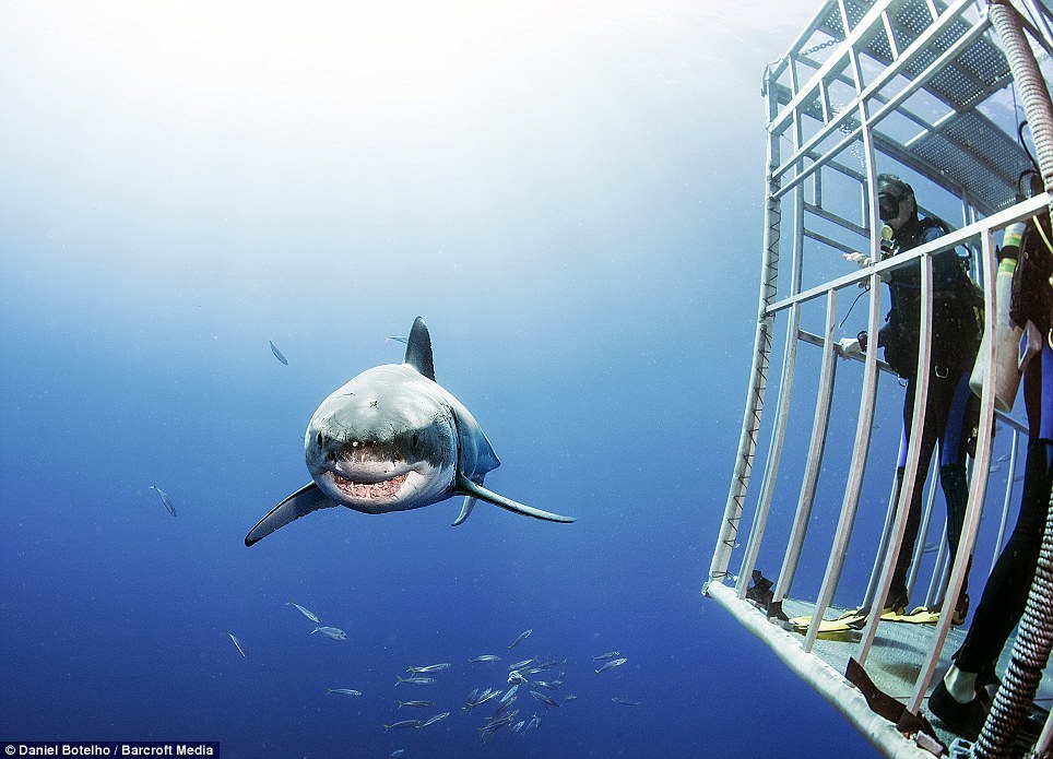 大胆摄影师深海戏白鲨  称一点不凶险