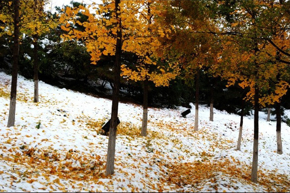 秋与冬的碰撞 2012北京第一场雪摄影图集