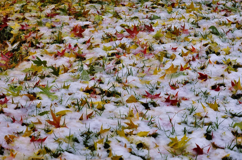 秋与冬的碰撞 2012北京第一场雪摄影图集
