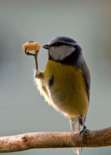 “闭上你的鸟嘴”：带有喜感的鸟类照片