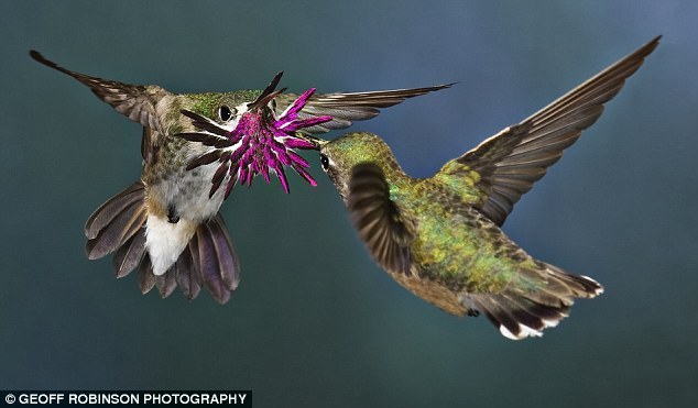 “闭上你的鸟嘴”：带有喜感的鸟类照片