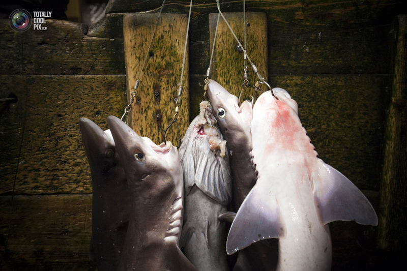 鱼翅汤背后的海洋杀戮：加拿大渔船纪实