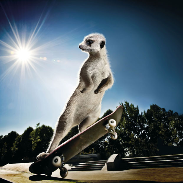 创意无限 玩转极限运动的可爱猫鼬日历