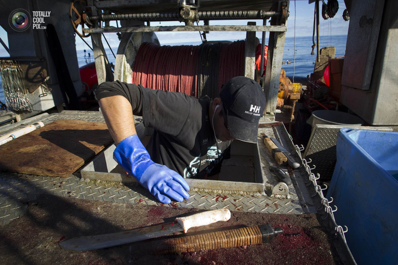 鱼翅汤背后的海洋杀戮：加拿大渔船纪实