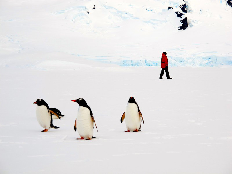 去冰天雪地跨年 跟着国家地理探南极奇观