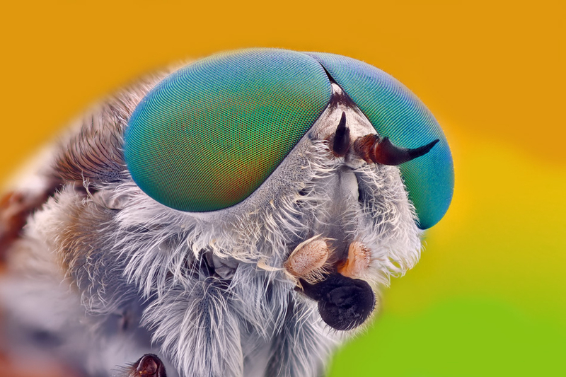 昆虫微距肖像总动员：小昆虫大脑袋
