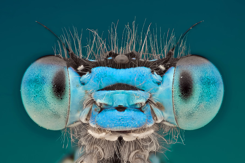 昆虫微距肖像总动员：小昆虫大脑袋
