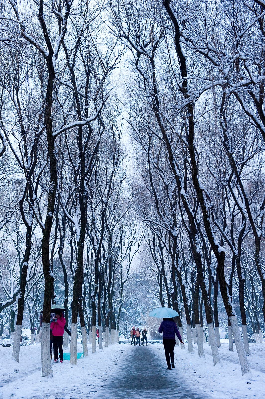 瑞雪降南国 2013杭州西湖雪景欣赏