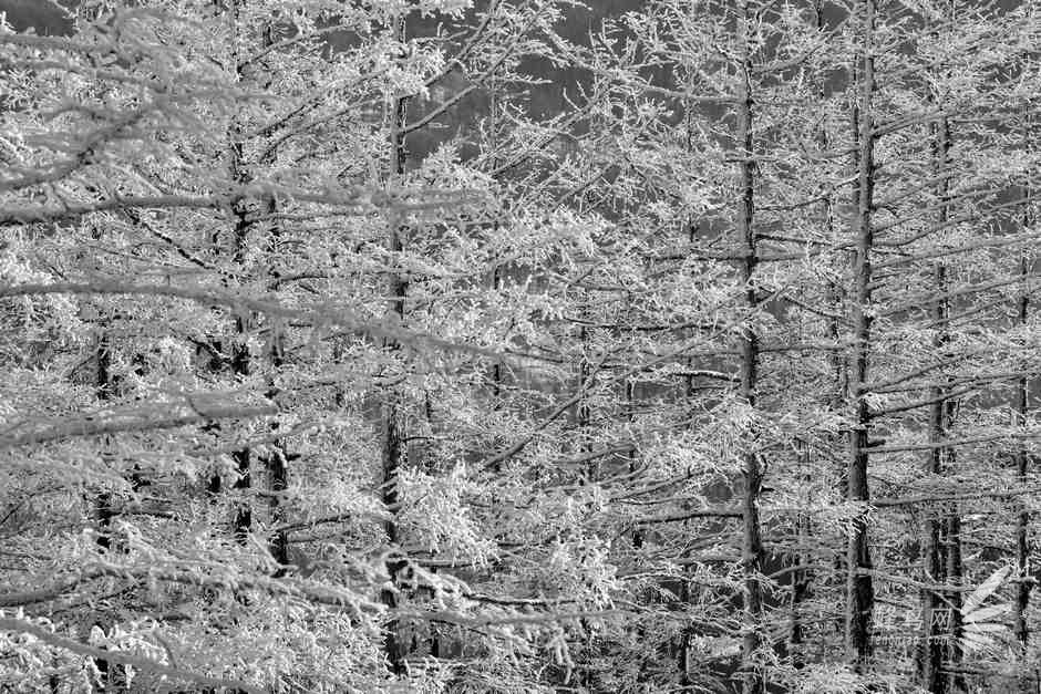 挑战-40°C阿尔山 D800E与NEX6冰雪之旅