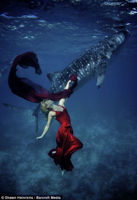 “人鱼小姐” 国际名模深海与鲨鱼共舞