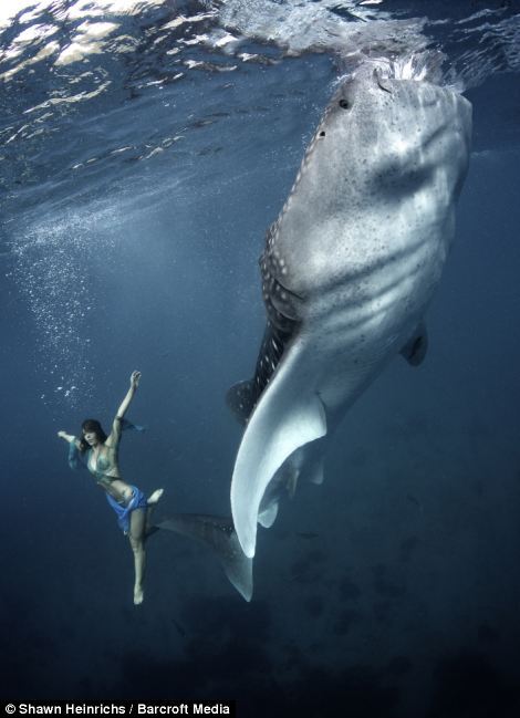 “人鱼小姐” 国际名模深海与鲨鱼共舞