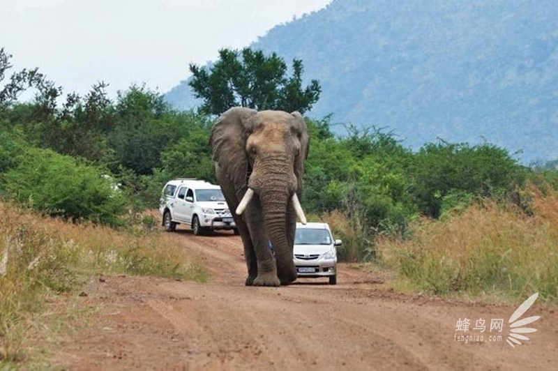 自驾旅行找乐趣 公路之旅与动物亲密接触