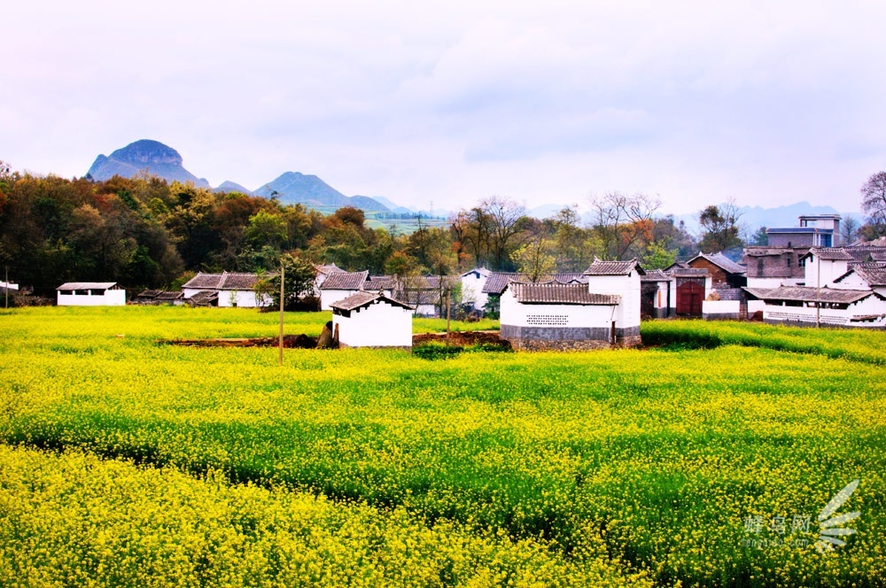 2013罗平国际油菜花文化旅游节即将开幕