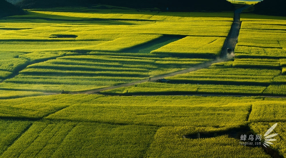 2013罗平国际油菜花文化旅游节即将开幕