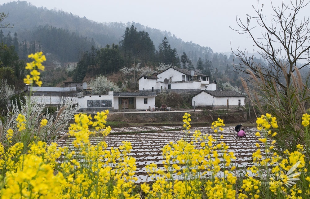 2013罗平国际油菜花文化旅游节即将开幕