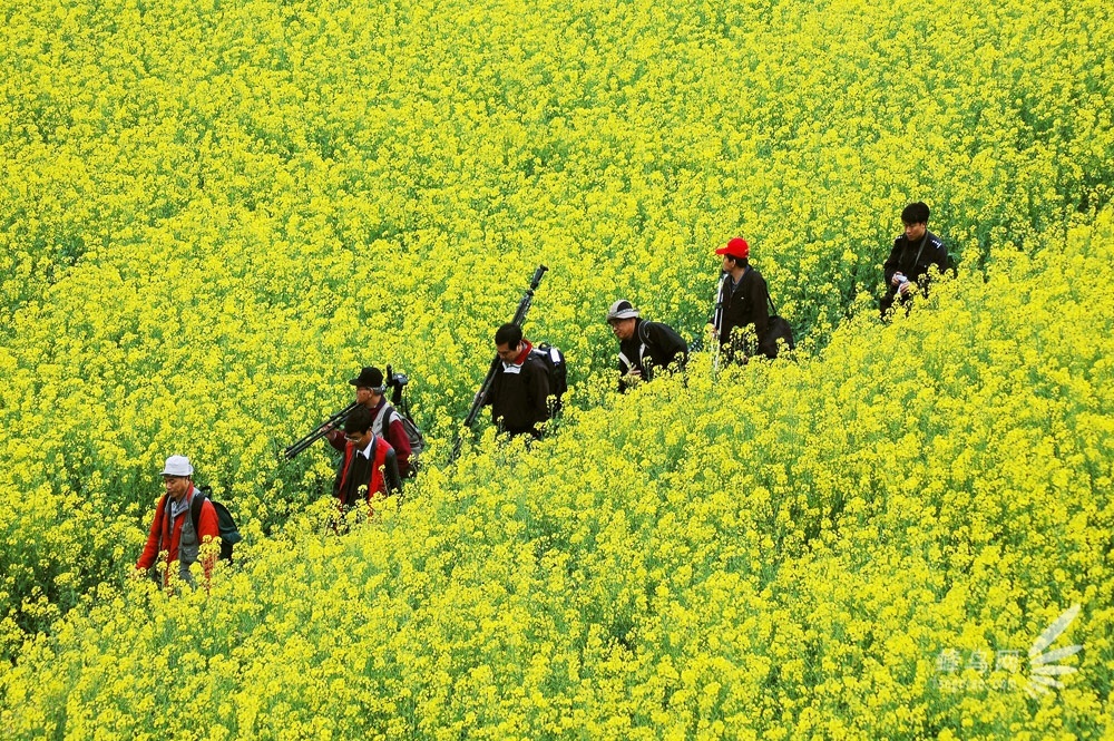 2013罗平国际油菜花文化旅游节即将开幕