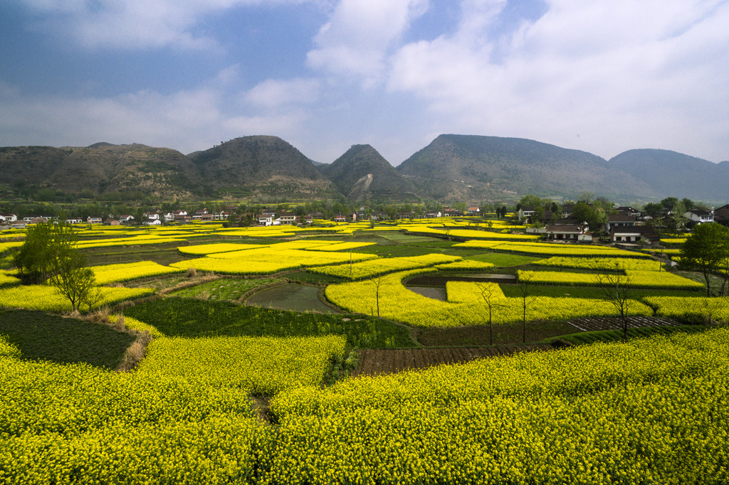 西北小江南 行摄陕西汉中最美油菜花海