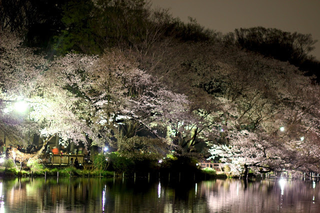 灯光与色彩的交融 日本樱花夜景美图赏