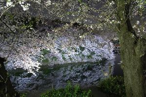 灯光与色彩的交融 日本樱花夜景美图赏