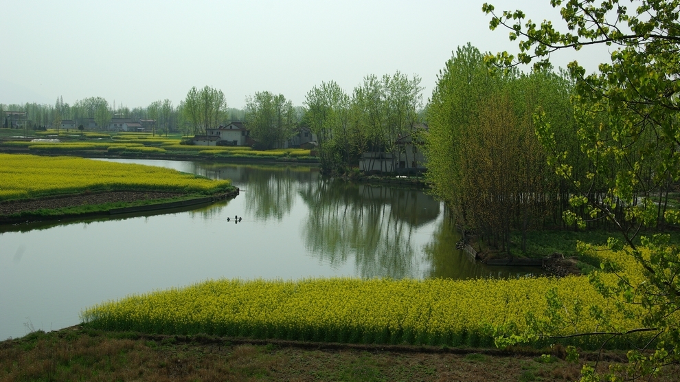 西北小江南 行摄陕西汉中最美油菜花海